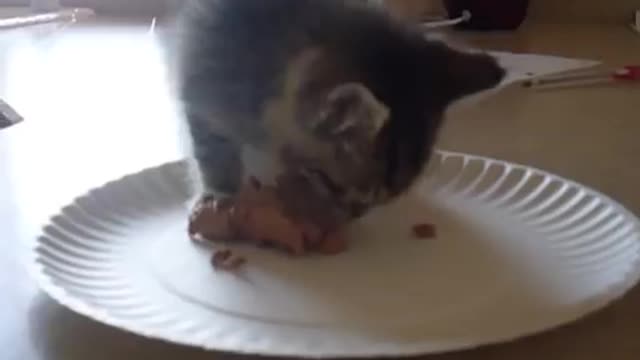 Hungry kitten wants food