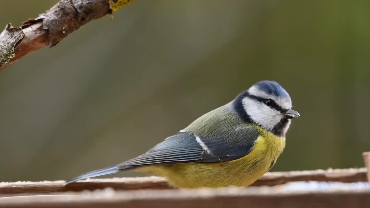 blue-tit-bird-the-manger-nature