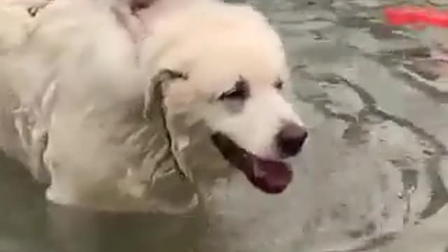 Puppy find a beautiful taxie 🤩🤩🤩🤩