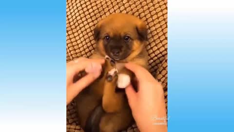 Baby Puppy | Animals Funny Moment | Try To Don't Laugh