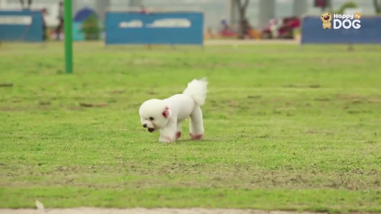 Puppy video that makes your day happy