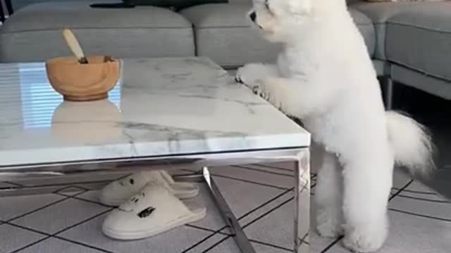 Funny dog trying to eat