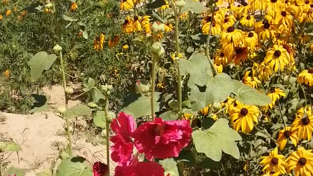 The red flowers are alive on the loess