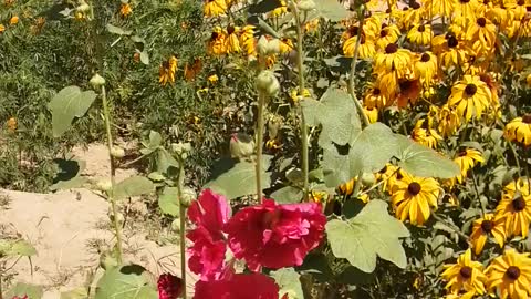 The red flowers are alive on the loess