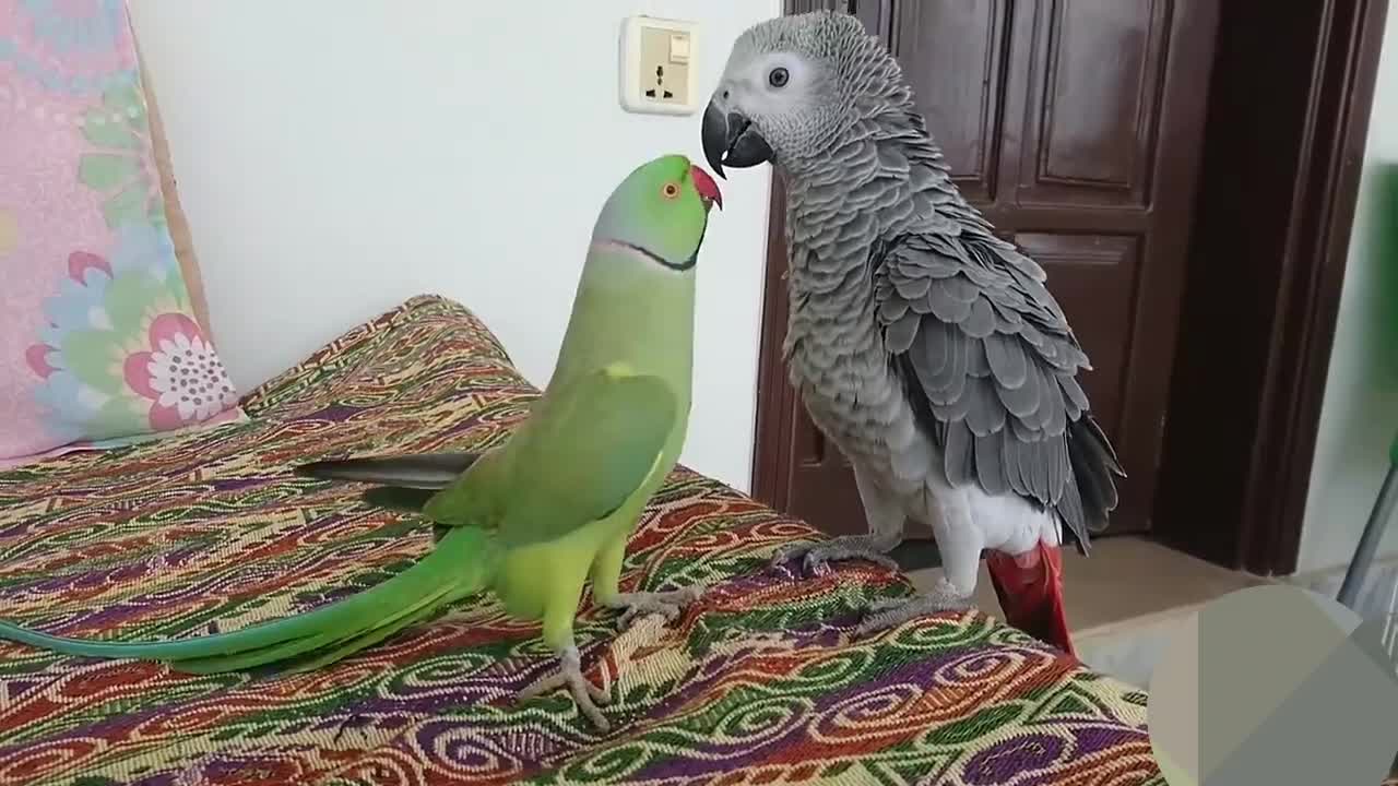 Ringneck Green Parrot and African Grey Parrot cutes noses