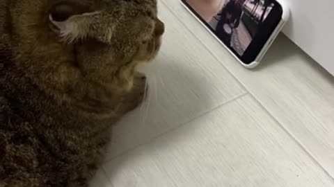 Animals Watching Tik tok