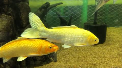 Yellow Fish