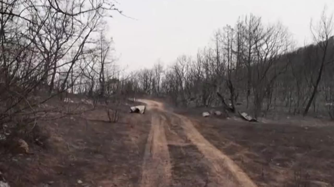 Scientists say, "burying trees can reduce global warming as well."