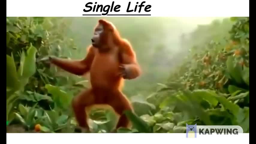 chimpanzee-life-story (with funny behaviour)