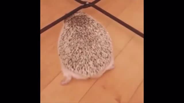 Cutest And funny Animal video compilation