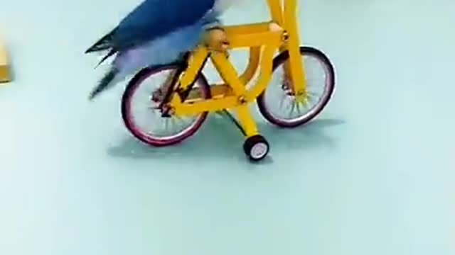 Best and Funny Parrots and Cute Birds Compilation (2021) - Cutest Parrots