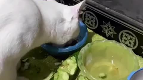 Amazing cat 🐈 trending video