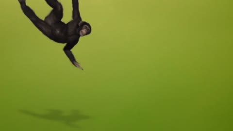 #4. Monkey | #Green Screen ATW