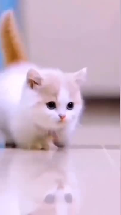 cute cat 😸☺️ and Jerry 🤣😀🐕🐕😀