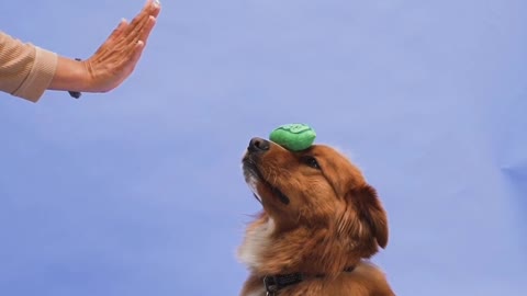 dog training video Funny dog