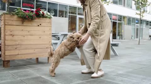 Happy Play Dog