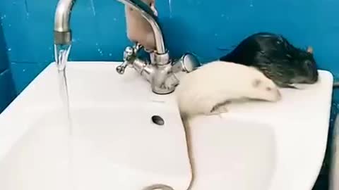 Rat in Bath Tub