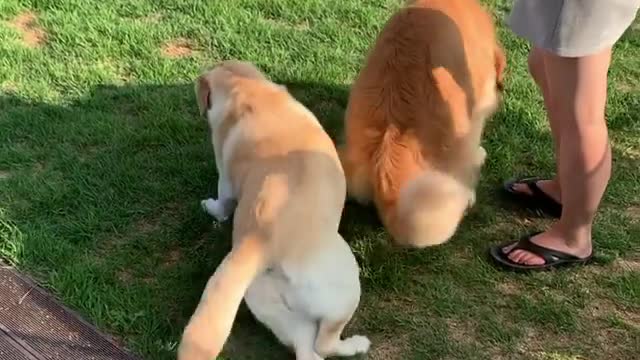 Two beautiful dog playing in Garden with someone