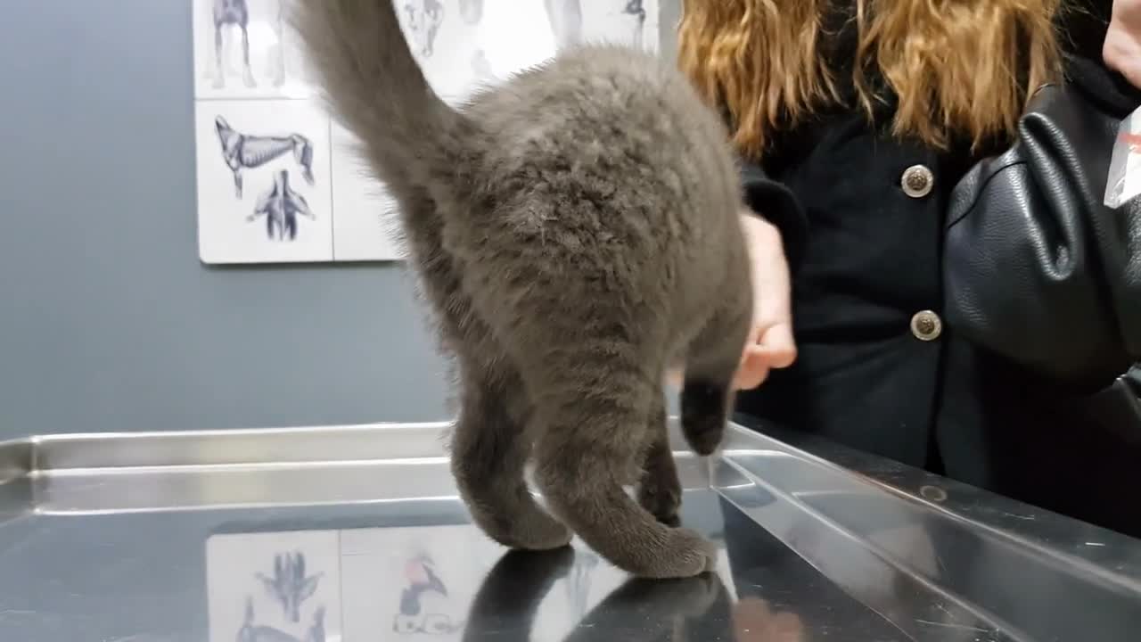 Scottish fold kitten at the veterinary getting ready for a check