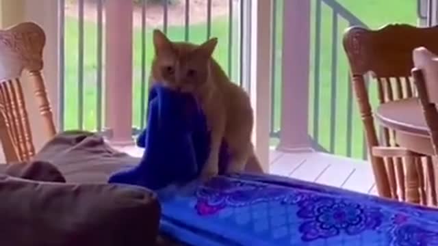 Cute and Funny Cat Videos Compilation 2021 #0015#