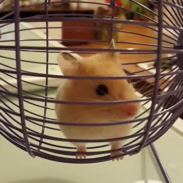 El hamster más lindo del mundo da un adorable paseo en rueda