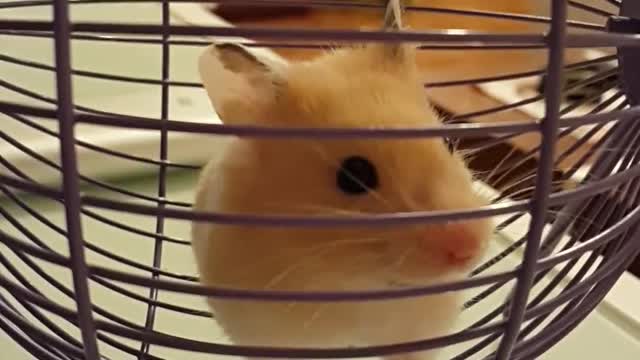 El hamster más lindo del mundo da un adorable paseo en rueda