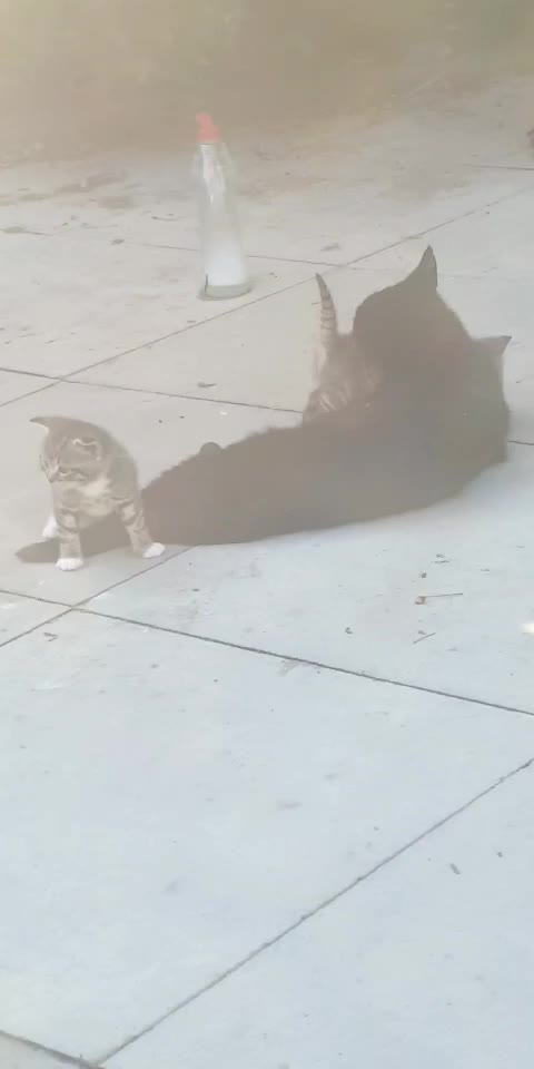 Mummy cat grooming baby tiger kitten 😻😻😻