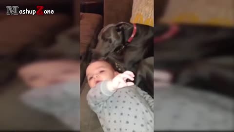 Cats & Dogs Ptotecting and Baby Sitting the babies Cute video