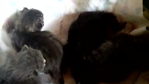 Kittens were born))