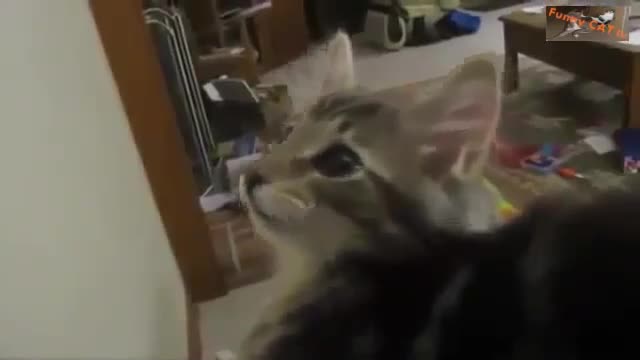 Cute Cat Act Like A Goat [So funny]