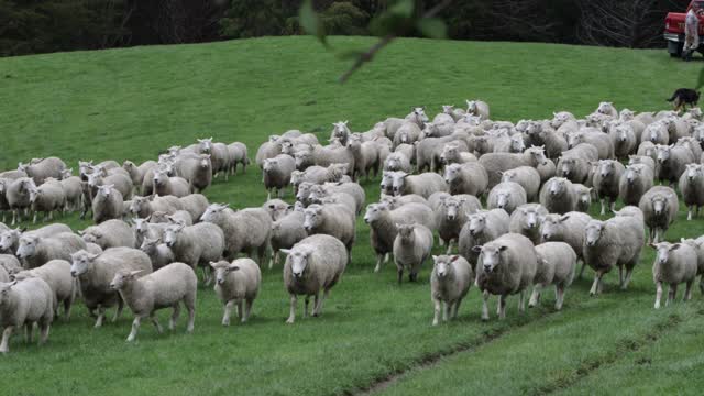Sheep and Dogs Running in the Farm