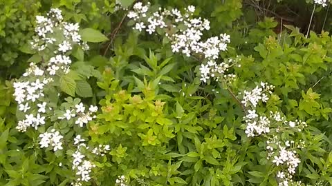 Blackberry Bush