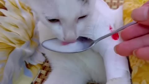 Baby Cat Drink Milk 🥛 😅😅😅#rumble #cat #cutecat