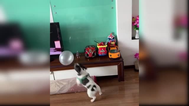 Baby Dog Playing with balloons and chill