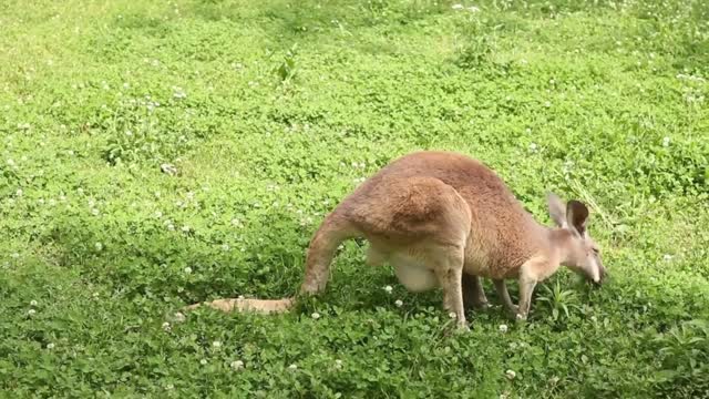 First time watching a wallaby eat up close