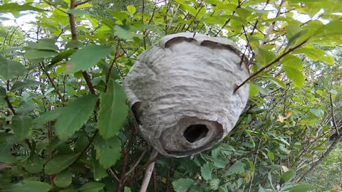 Wasp Nest