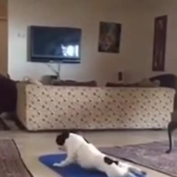 Funny video dog style yoga