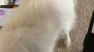 Mr. Boo chasing the red light