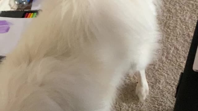 Mr. Boo chasing the red light