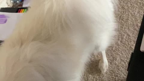 Mr. Boo chasing the red light