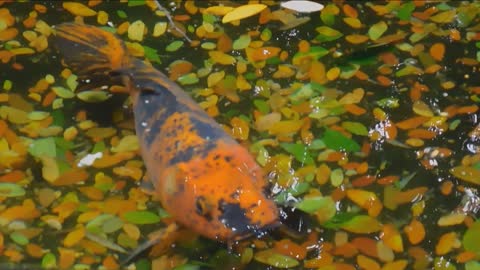 Very cute Koi fish swimming in the aquarium
