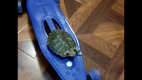 Nastya the turtle is skateboarding