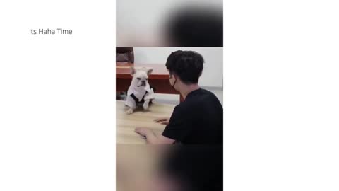 Cute Dogs and Cats