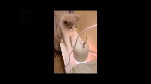 Try Not to Laugh - Puppies Edition #10
