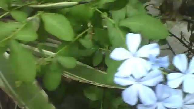 Lindo arbusto com jazmin azuis, são flores tão belas! [Nature & Animals]