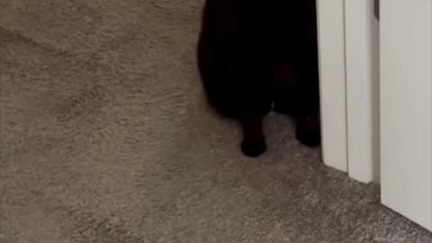 Cute Precious Piper is in the Doorway - Adopting a Cat from a Shelter Vlog #shorts