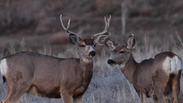 Late Spring Mule Deer Buck