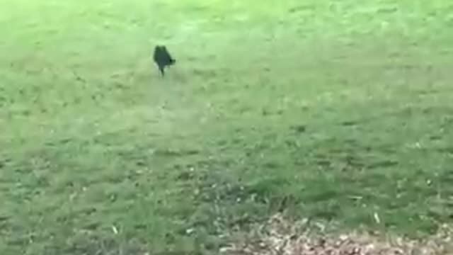 Car door opens black dog runs out