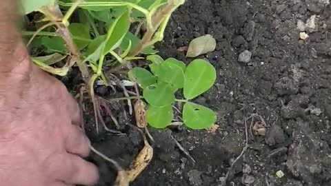 Container grown peanuts ready for harvest