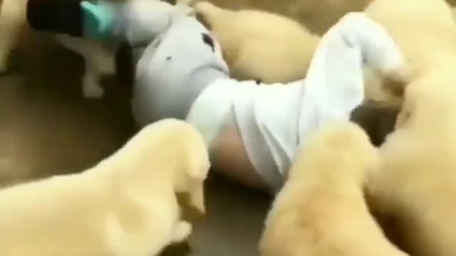 Lottle boy play with god puppy